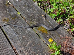 Nerodia fasciata