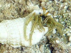 Clibanarius vittatus