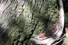 Porella platyphylla