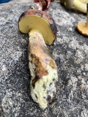 Boletus sensibilis