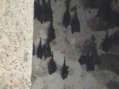 Rousettus aegyptiacus