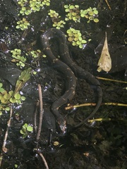 Nerodia fasciata confluens