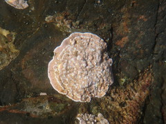 Lithothamnion