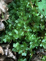 Rhizomnium punctatum