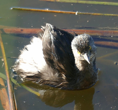 Tachybaptus dominicus