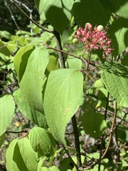 Cornus alternifolia