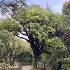 Griselinia littoralis