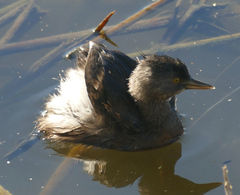 Tachybaptus dominicus