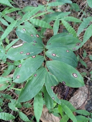 Polygonatum odoratum