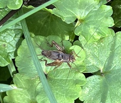 Eunemobius carolinus