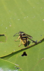 Vespula vidua
