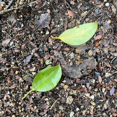 Griselinia littoralis