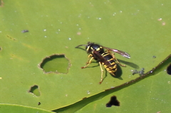 Vespula vidua