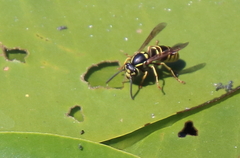 Vespula vidua