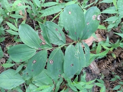 Polygonatum odoratum