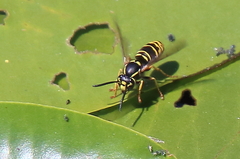Vespula vidua