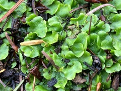 Lunularia cruciata