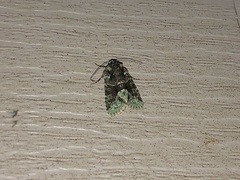 Lacinipolia explicata