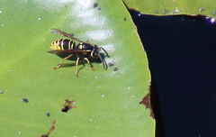 Vespula vidua
