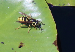 Vespula vidua