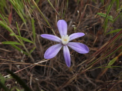Brodiaea nana
