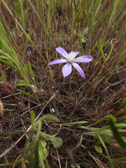 Brodiaea nana