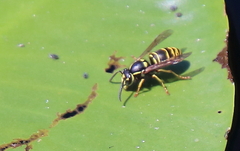 Vespula vidua