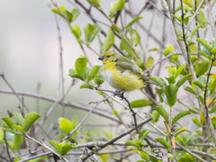 Euphonia trinitatis