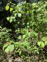 Cornus alternifolia