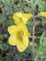 Aureolaria grandiflora