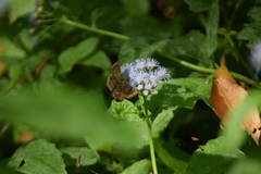 Staphylus hayhurstii