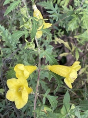 Aureolaria grandiflora