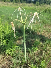 Hymenocallis occidentalis