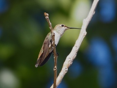 Selasphorus platycercus