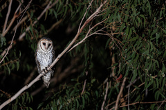 Tyto novaehollandiae