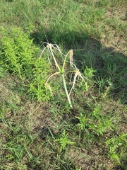 Hymenocallis occidentalis