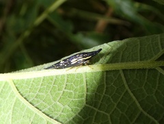 Polyglypta costata