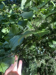 Smilax ecirrhata