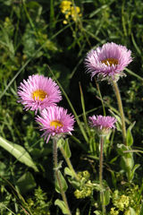 Erigeron caucasicus