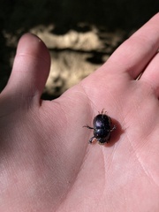 Geotrupes balyi