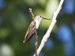 Selasphorus platycercus