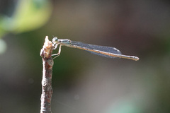 Coenagrionidae