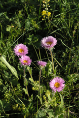 Erigeron caucasicus