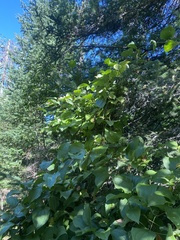 Smilax ecirrhata