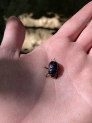 Geotrupes balyi