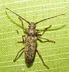 Enaphalodes cortiphagus