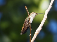 Selasphorus platycercus