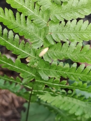 Bothrogonia ferruginea