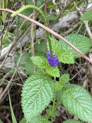Stachytarpheta