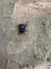 Geotrupes balyi